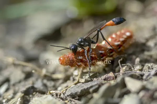 Fokus-Natur Bild