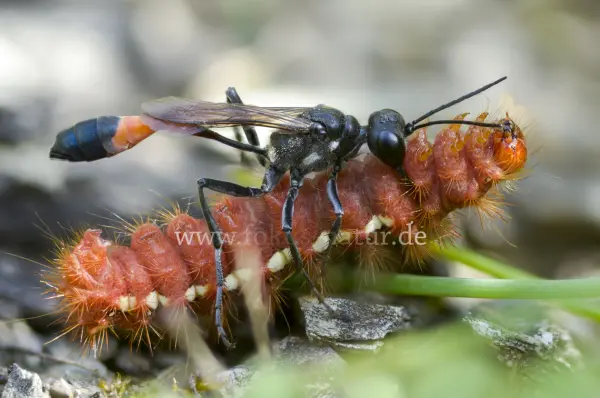 Fokus-Natur Bild