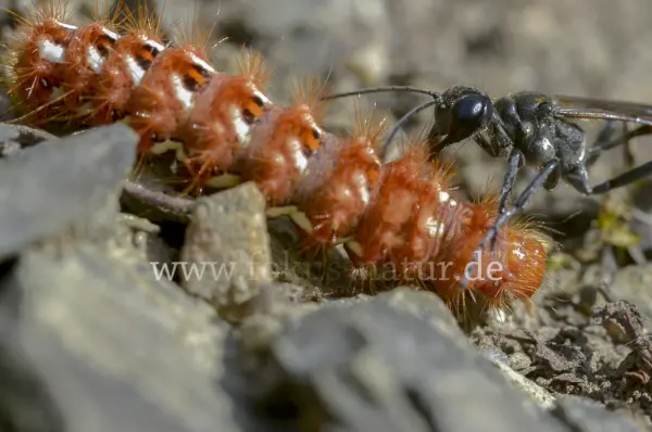 Fokus-Natur Bild