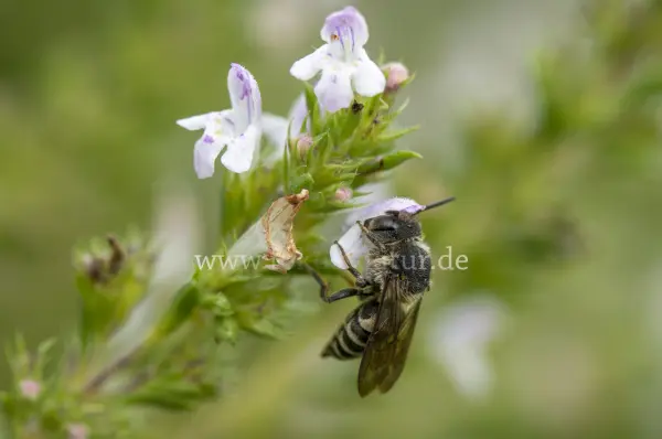 Fokus-Natur Bild