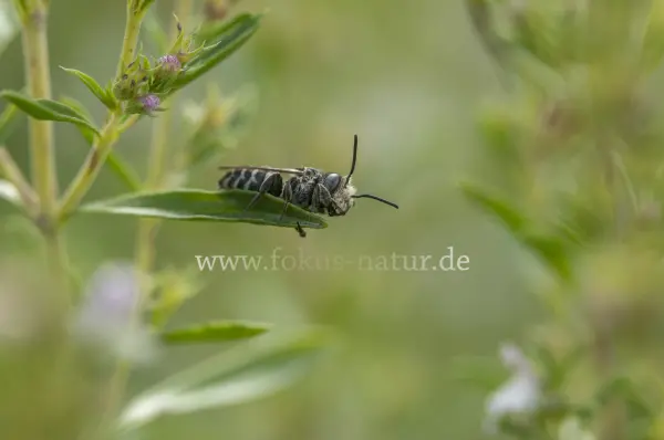 Fokus-Natur Bild