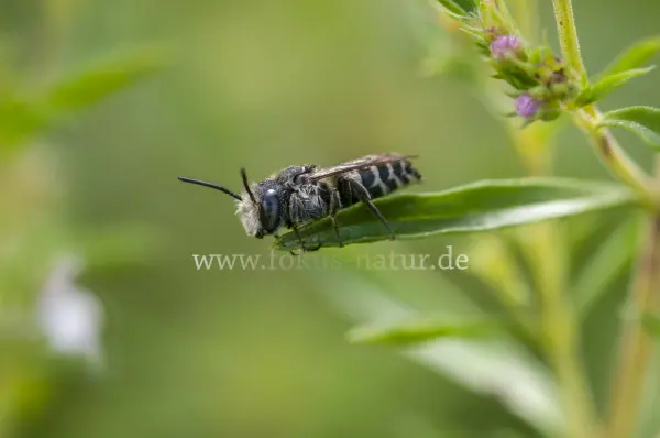 Fokus-Natur Bild