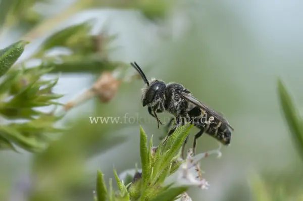 Fokus-Natur Bild