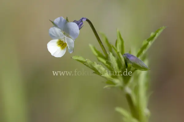 Fokus-Natur Bild