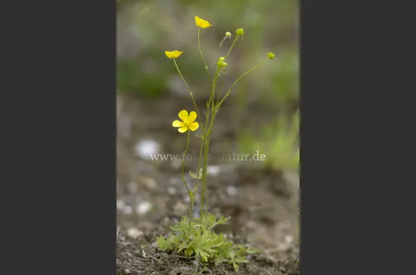 Fokus-Natur Bild