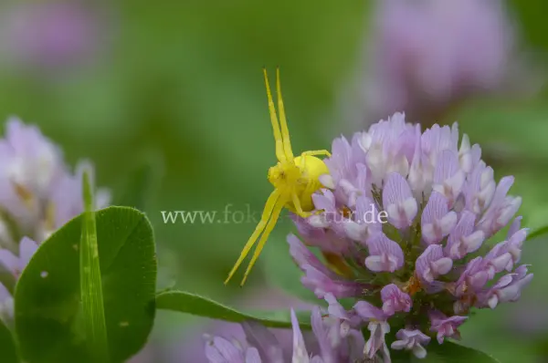 Fokus-Natur Bild
