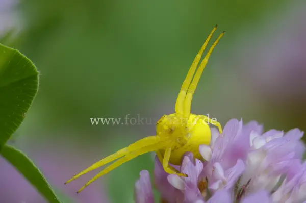 Fokus-Natur Bild
