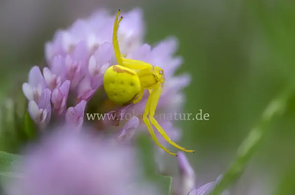 Fokus-Natur Bild
