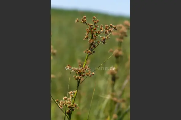 Fokus-Natur Bild