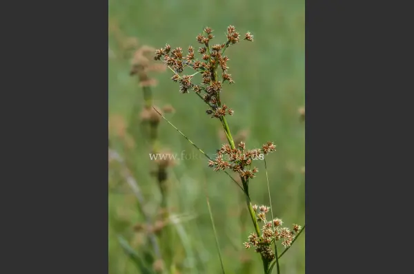 Fokus-Natur Bild
