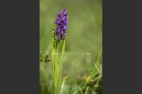Fokus-Natur Bild
