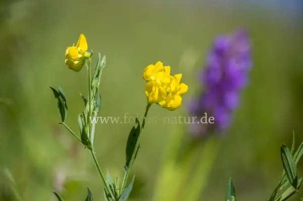 Fokus-Natur Bild