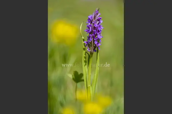 Fokus-Natur Bild