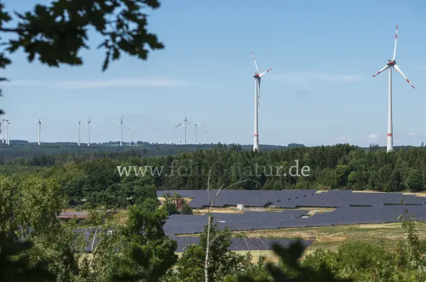 Fokus-Natur Bild