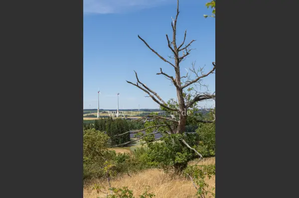 Fokus-Natur Bild