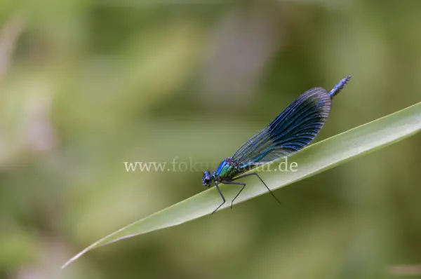 Fokus-Natur Bild