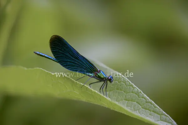 Fokus-Natur Bild