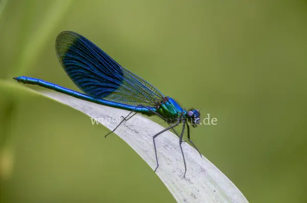 Fokus-Natur Bild