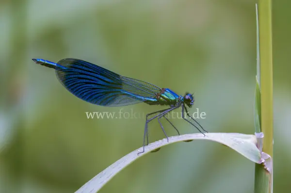 Fokus-Natur Bild