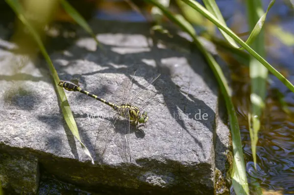 Fokus-Natur Bild
