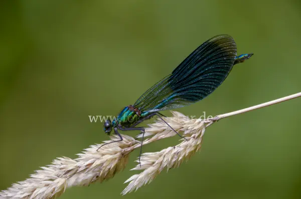 Fokus-Natur Bild