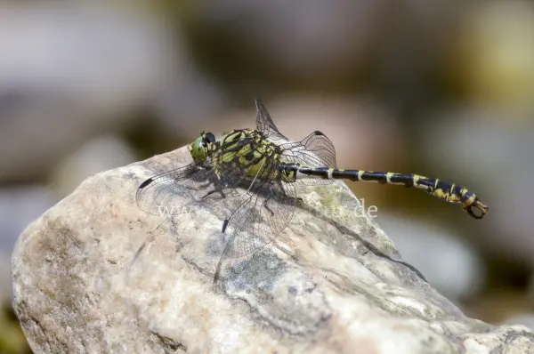 Fokus-Natur Bild