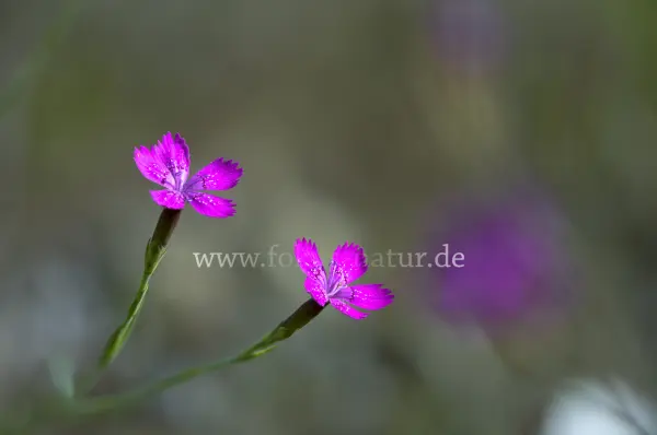 Fokus-Natur Bild
