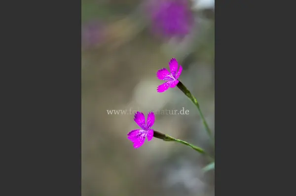 Fokus-Natur Bild