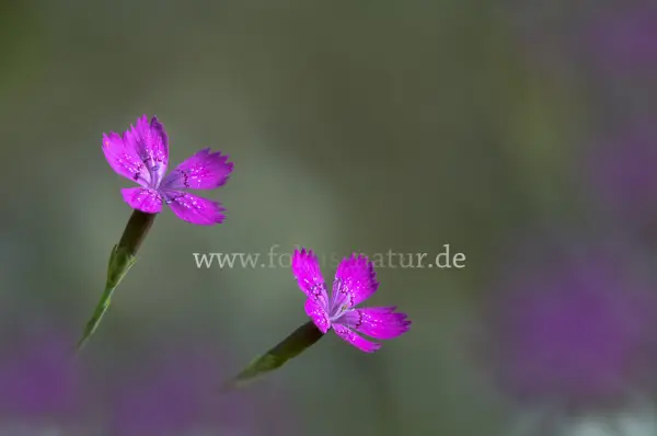 Fokus-Natur Bild