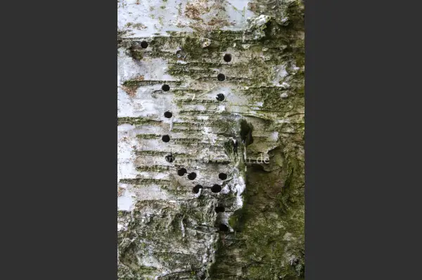 Fokus-Natur Bild