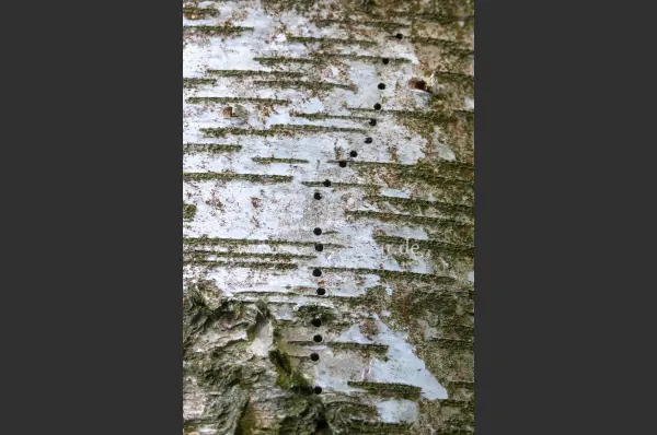 Fokus-Natur Bild