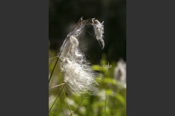 Fokus-Natur Bild
