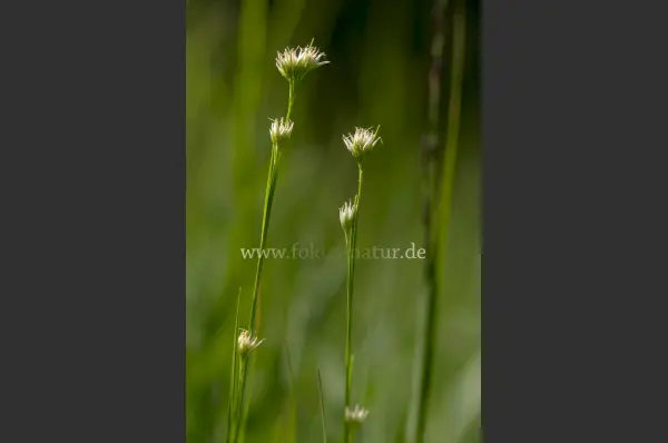 Fokus-Natur Bild
