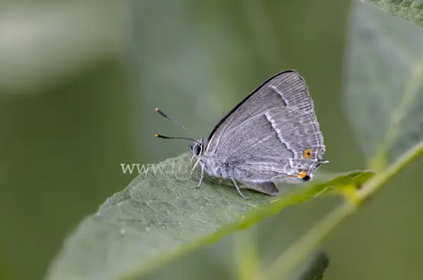 Fokus-Natur Bild