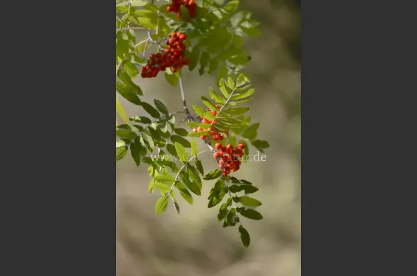 Fokus-Natur Bild