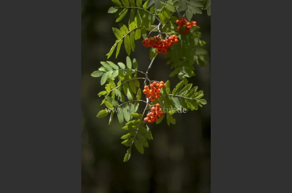 Fokus-Natur Bild