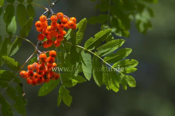 Fokus-Natur Bild