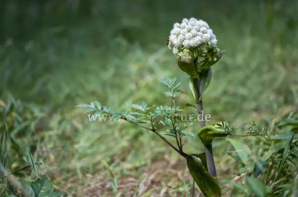 Fokus-Natur Bild