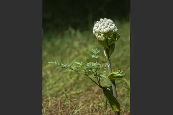 Fokus-Natur Bild