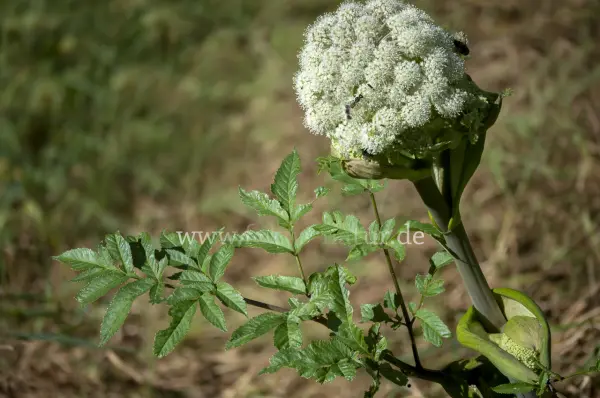 Fokus-Natur Bild