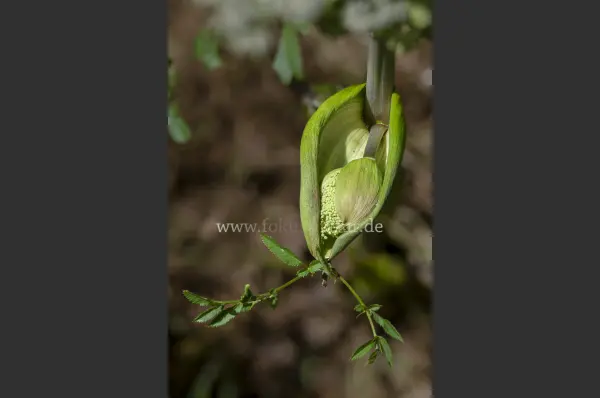 Fokus-Natur Bild