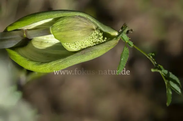 Fokus-Natur Bild