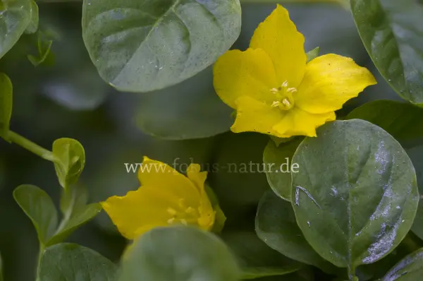 Fokus-Natur Bild