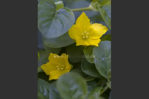 Fokus-Natur Bild