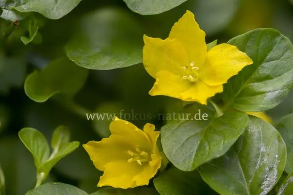 Fokus-Natur Bild