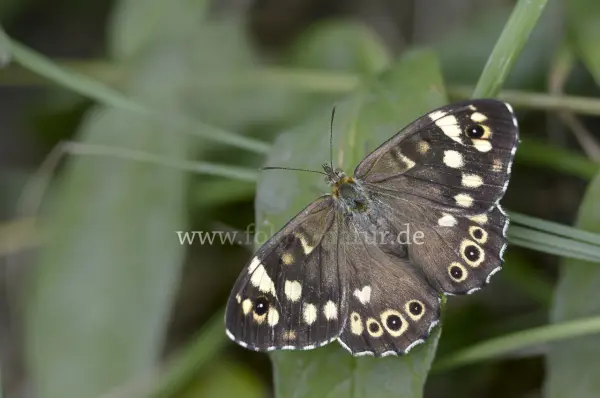 Fokus-Natur Bild