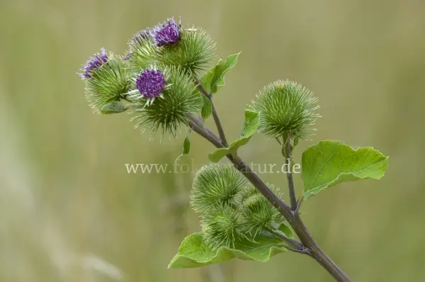 Fokus-Natur Bild