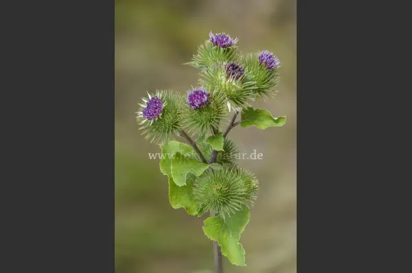 Fokus-Natur Bild