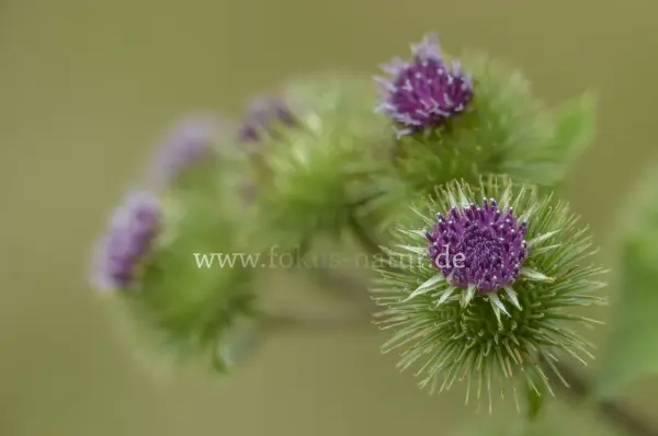Fokus-Natur Bild