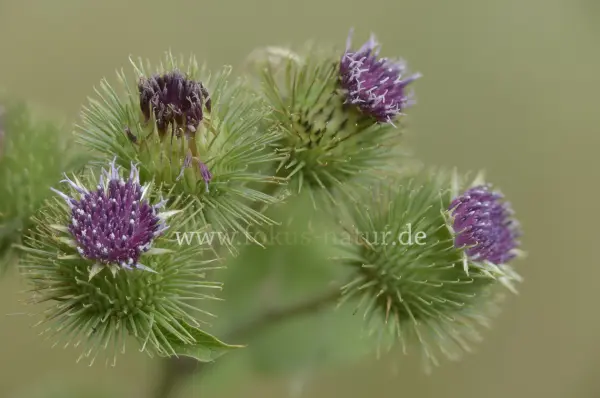 Fokus-Natur Bild